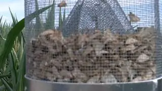 Corn Earworm Trap 7-29-11