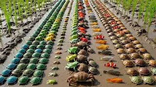 Unbelievable Rice Field Wildlife! 🌾 Thousands of Colorful Frogs, Turtles & Fish in Mud Lines 🐢🐸🐟