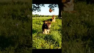 Mom's attention 😊 #zootown #aianimals #ai #aidog