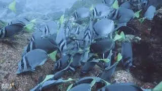 Canon R6 underwater: Razor surgeonfish (Prionurus laticlavius ), Galapagos