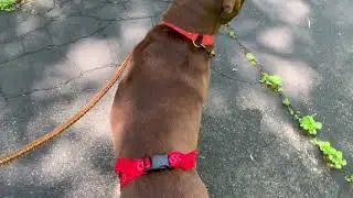 Video 2 of Violet walking on leash