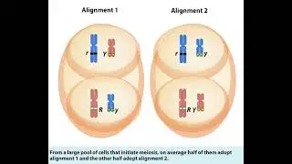 Independent assortment of alleles
