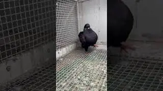 Modena King Pigeon #kingpigeon #youtubeshorts  #naeemroyalpigeon #ytshorts
