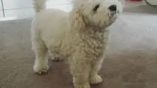 An adorable bichon sings Dog singing #dogsinging #bichonfrise #bichon #doglove