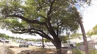 Funds raised to help move 125-year-old tree out of construction zone