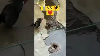 Mouse Fight with Cock 🐓🐀❤️🔥 #shorts #mouse #animal #fight video #animal fight #love #wildlife