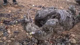 La importancia de la poda en el viñedo en vaso en DO La Mancha