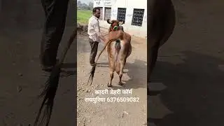 कादरी डेहरी फॉर्म रायपुरिया 6376509082 #music