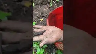 You will not get this compost the store the real deal #compost