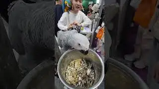 China Pet Expo: African Gray Parrot #china #pets #africangrayparrot