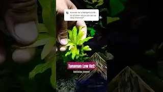Tanaman Aquascape Low CO2 #shortfeed #shortsvideo