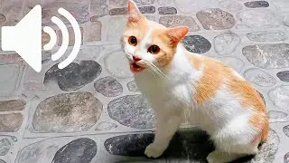 1 HOUR FEMALE CAT IN HEAT MEOWING MATE CALLING - PRANK YOUR PET