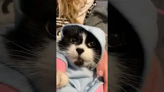 in his dinosaur costume 🦕😸 #foryou (ft: @Violet The Hamster)