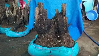 14/1 glae cẩm thị đt 0971.631.433