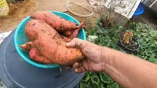 Harvesting Yams lets see how they did