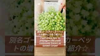【オススメ多肉植物】セダム属オーレウス　増やし方・育て方～春と秋は増やしていきましょう！～徒長した苗でも増やせますよ#多肉植物 #セダム #増やし方 #オーレウス #ゴールデンカーペット #www