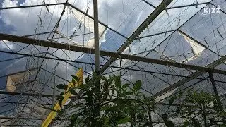 Rural Arizona Greenhouse Uses Artificial Intelligence To Grow Tomatoes