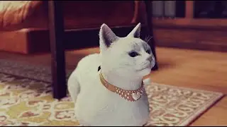 JUDGMENT PS4 Part 50 : Secrets Of Cats Side Case