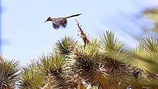 Roadrunners Can Fly, Watch! 🐔😮