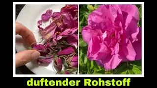 Duftende Rosenbl&uuml;ten f&uuml;r Rosen&ouml;l, Rosenbl&uuml;tentinktur oder Tee | Selbstversorgung: Kr&auml;uter Vorr&auml;te
