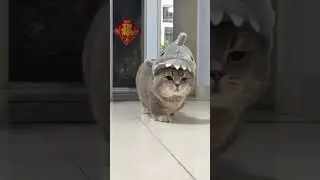 Funny Cat Fails 2026 😂| Funny Fails | #shorts #funnycats #cats #funny #cute #animals #pets