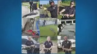 Fulshear police getting plenty of on-the-job gator-handling training