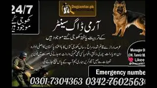 Army dog Center Multan Sakhar Hyderabad#03427602563#Khojidog