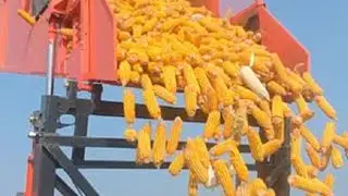 河南漯河玉米提前收割了，看看今年的玉米咋样，收割价格是多少。#丰收的季节 #又到了收玉米的季节