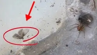 Spider attacks Moth!  Caught On Tape!  MUST SEE!