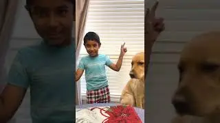 Dog waits patiently to eat food.