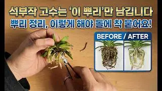 석부작 분재, '이것'부터 해야 뿌리가 돌에 붙습니다.