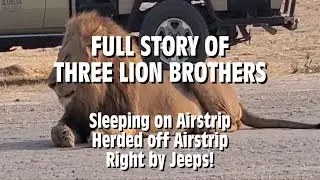 FULL STORY! THREE LION BROTHERS On Airstrip & How It Was Handled!
