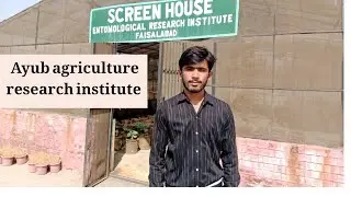 How to check insect infestation||Entomological Research Institute Fasialabad#farming