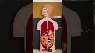 Top 5 biology&rsquo;s project heart working model #kideny #digestivesystem #hemodialysis #youtubeshorts
