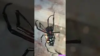 Huge spider hunting