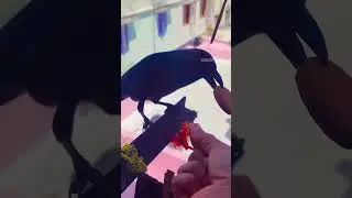 #beautiful crow eat #trending #lovely #short video #useful #understanding