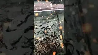 Fish Spa #happiness #fun #transformation #fish #fishspa #fishpredator #enjoyment #joyful