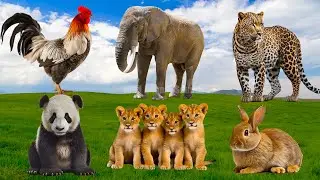 Happy Farm Animal Sounds: Rabbit, Chicken, Panda, Leopard, Lion Cups - Animal Paradise