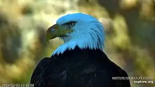West End February 3rd Explore Birds Bats Bees / Explore Live Nature Cams West End Bald Eagle