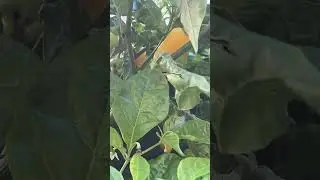 Datil Peppers 🇮🇳🌶️ MD Pepper Grow #peppers #garden #grow #yellow #orange #india #indian #color
