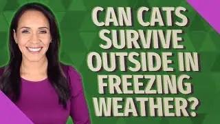 Can cats survive outside in freezing weather?