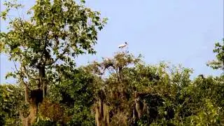 Wood Storks Story