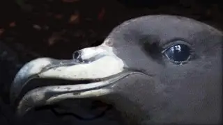 BLACK PETRELS OF AOTEA - Great Barrier Island Bird Monitoring