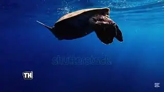 10 Incredible Animal Facts You Didn&rsquo;t Know#animalfacts#amazinganimalfacts#unbelievablefacts#video 