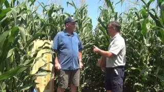 Corn School -  Interseeding