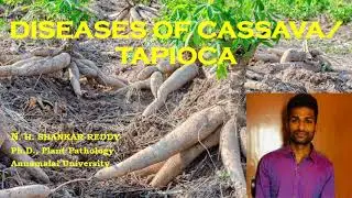 Diseases of Cassava / Tapioca |Tuber Crops | Plant Pathology | Exam Oriented Discussions