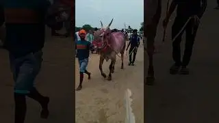 sankara and Sarkar mass entry in race 🔥🔥 #bullsrace #bulls #bull #bullslover #cow