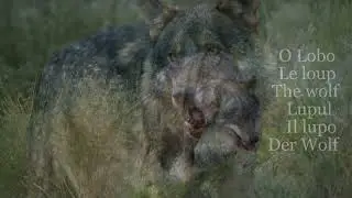 Fauna Portuguesa