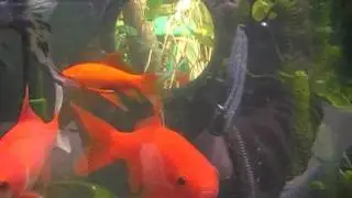 Pond4