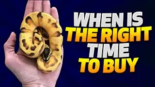 Investing in Projects!! - Ball Python Updates